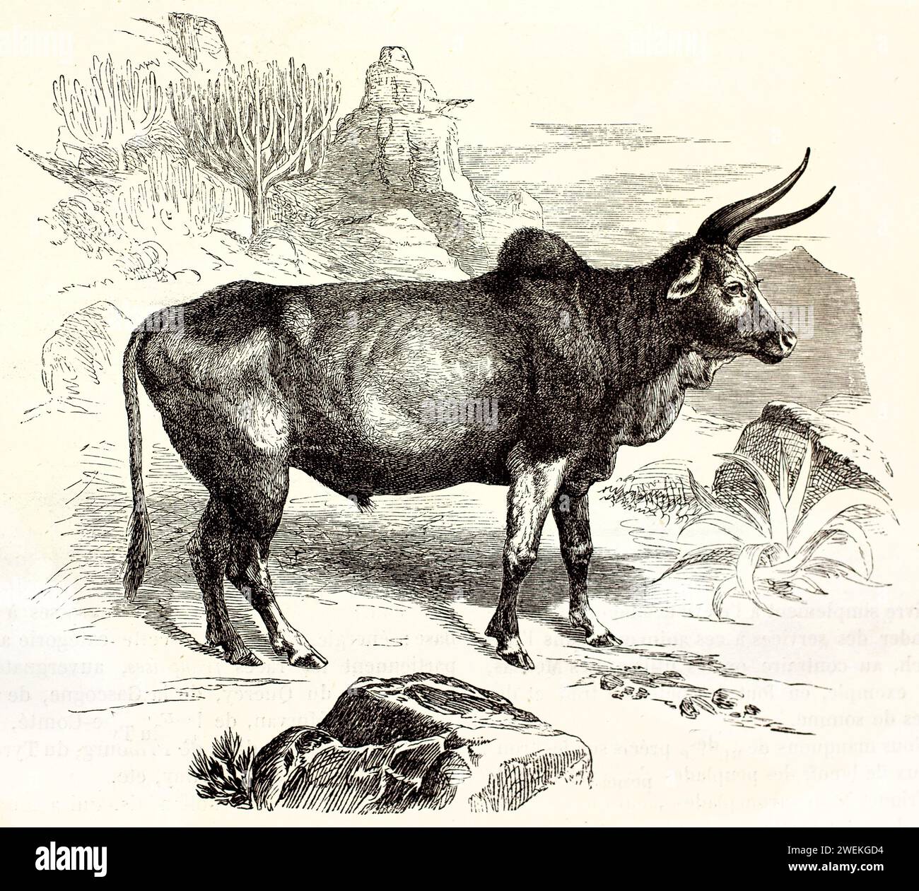 Old engraved illustration of Sanga Cattle. Created by Kretschmer, published on Brehm, Les Mammifers, Baillière et fils, Paris, 1878 Stock Photo
