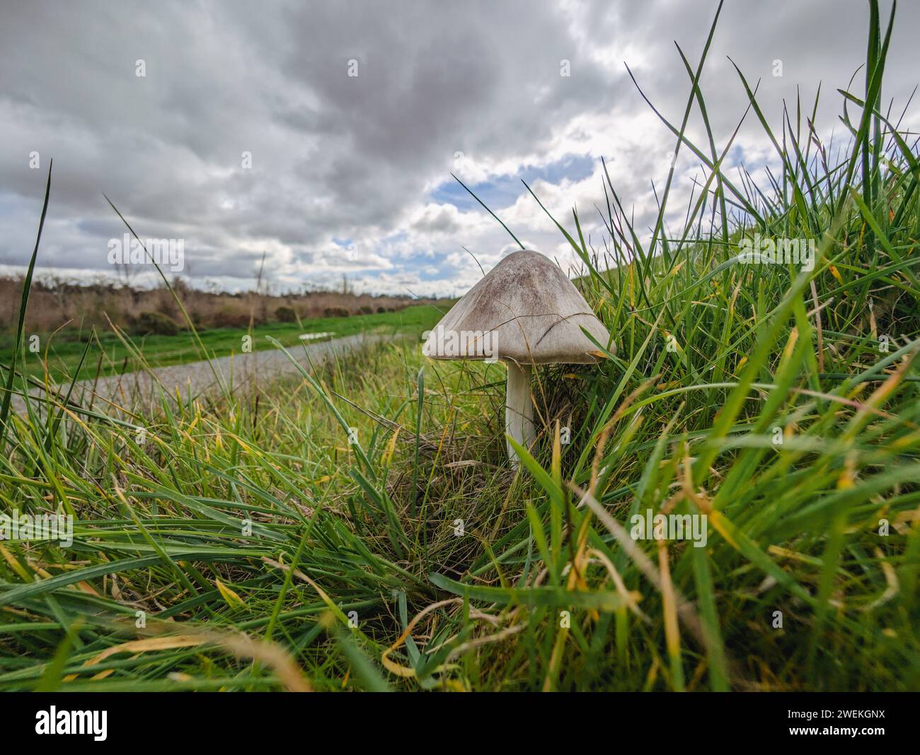 A tiny mushroom resting peacefully among the roadside grass. Stock Photo