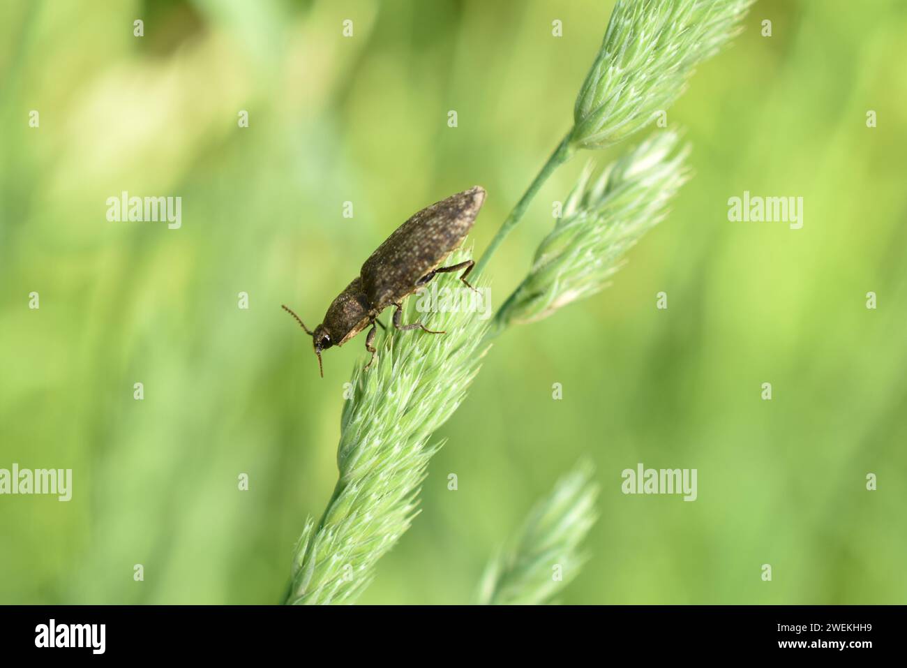 A gray click beetle or wireworm sits on green grass, side view. Stock Photo