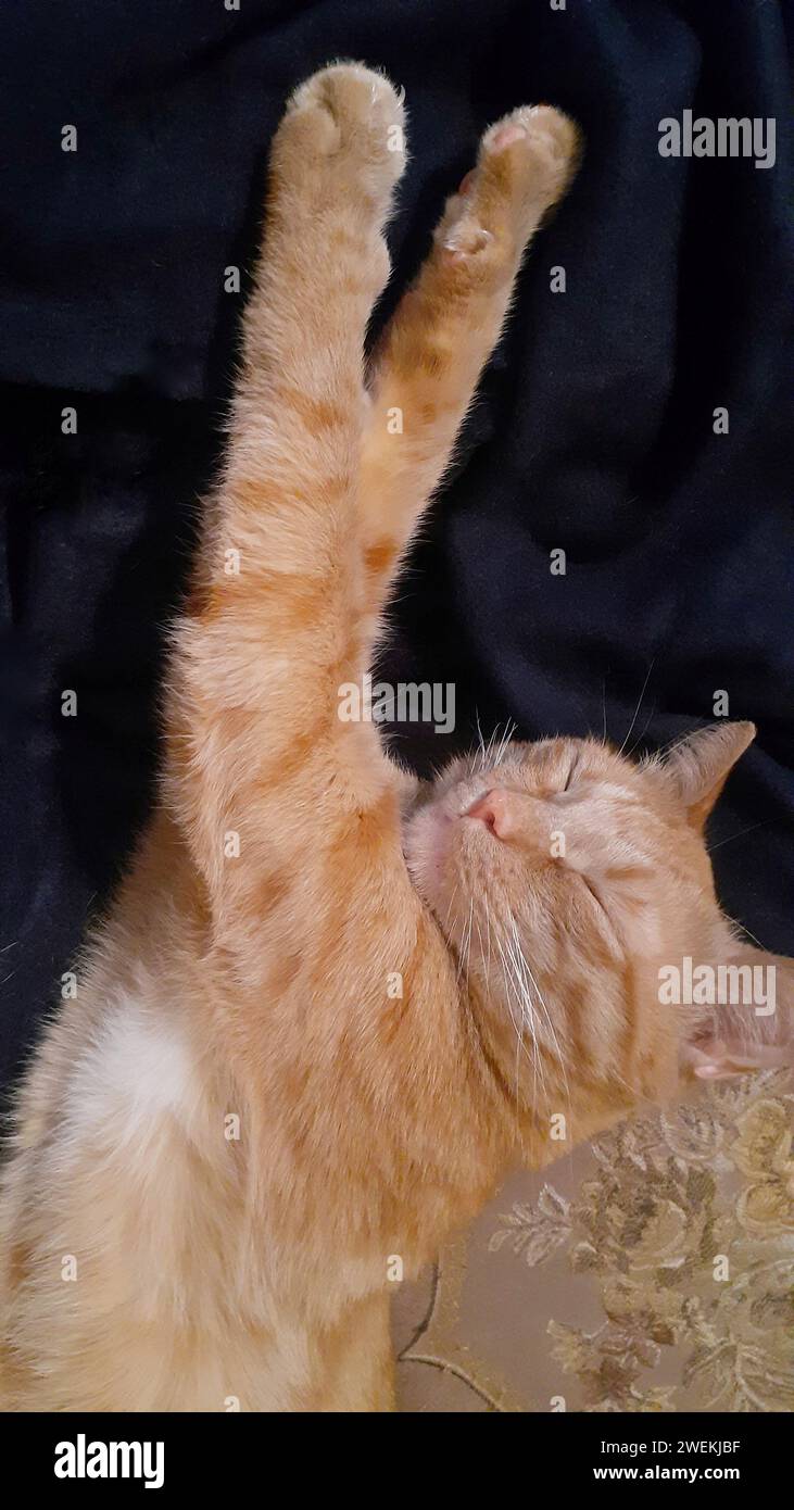 Adorable ginger cat lying of sofa. Vertical Stock Photo