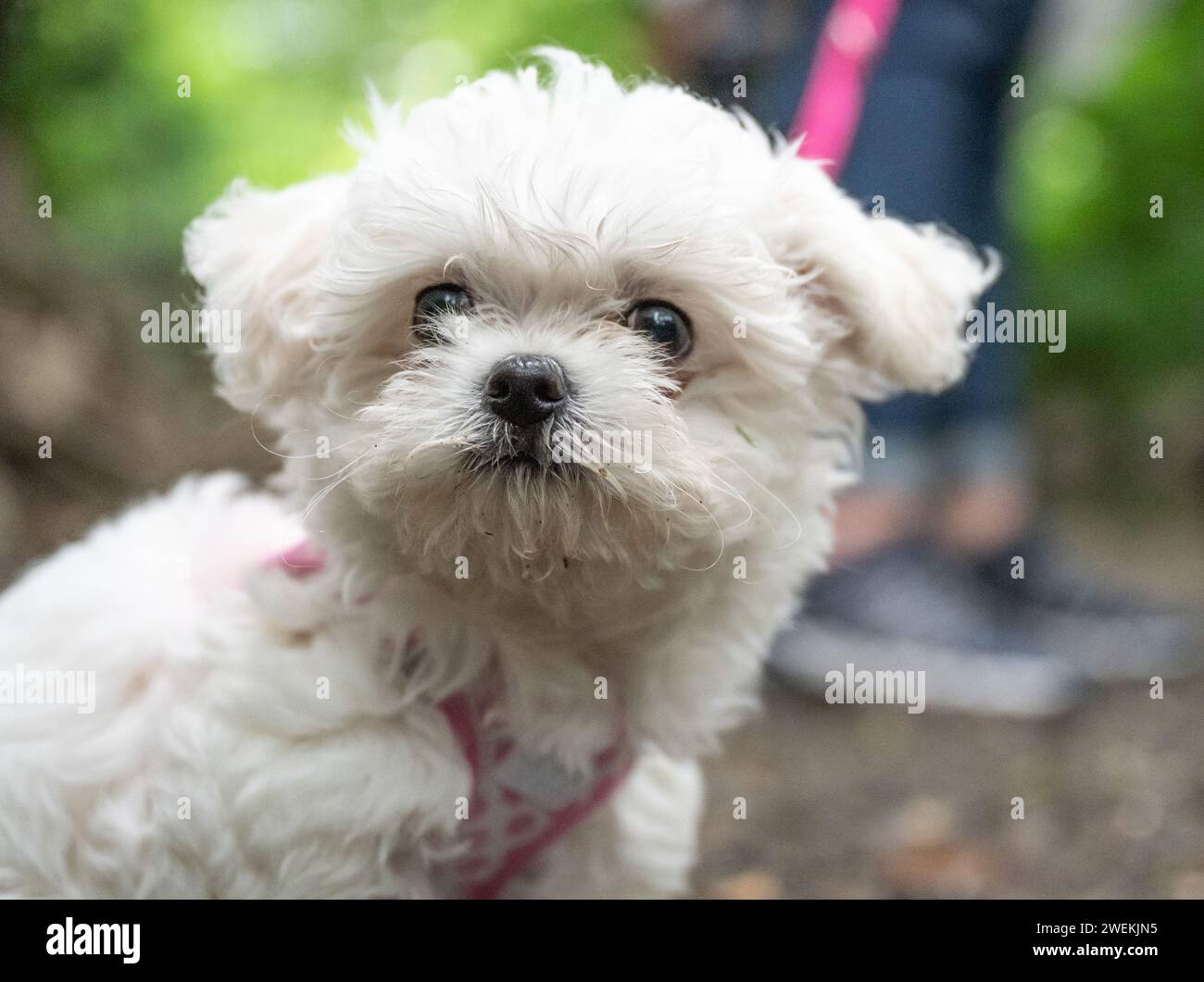 Little sweet white Maltipoo puppy baby is walking in nature Stock Photo Alamy