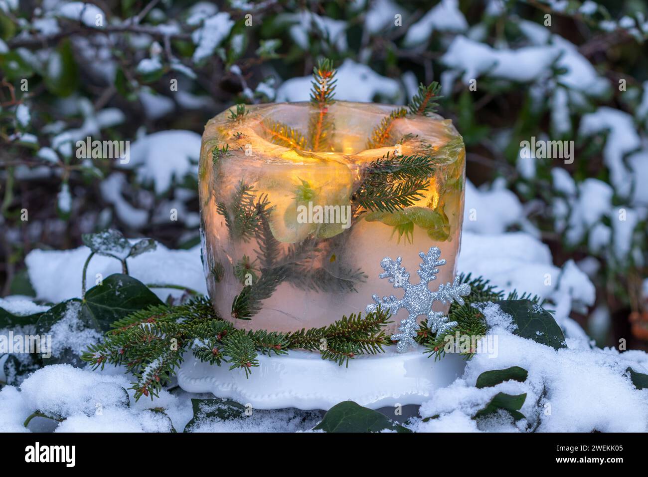 ice lantern with helleborus niger flowers and fir branches in winter garden Stock Photo