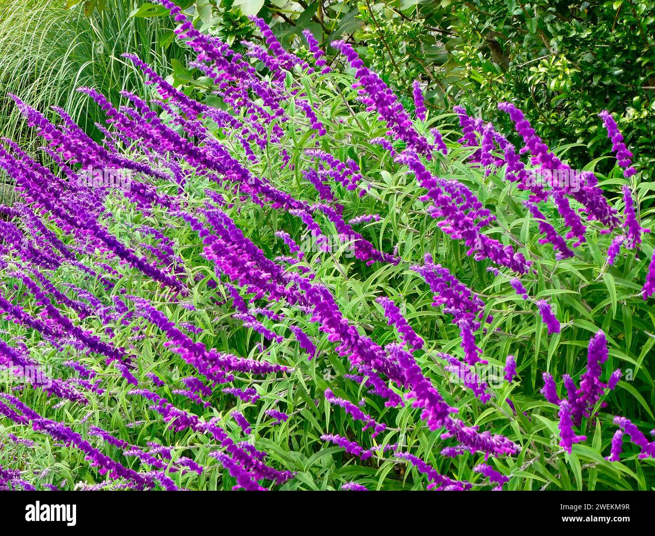 The purple Mexican Bush Sage, salvia leucantha flowers near green grass Stock Photo