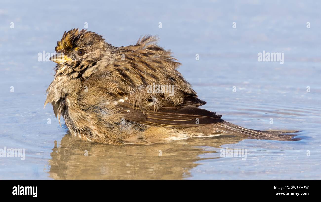 Golden-crowned Sparrow puddle-bathing. Palo Alto Baylands, Santa Clara County, California, USA. Stock Photo