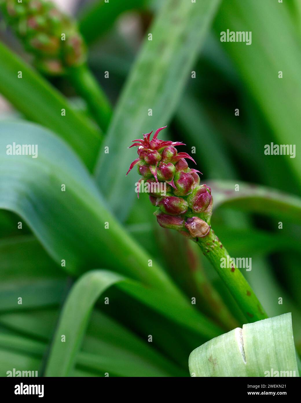 Close up of the red flower bud of the tender flowering garden plant lachenalia quadricolor. Stock Photo
