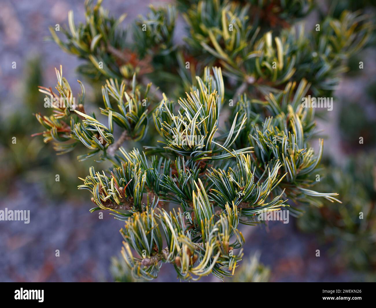 Closeup of the green pine leaves with golden banding of the evergreen  garden tree Pinus parviflora fukai. Stock Photo