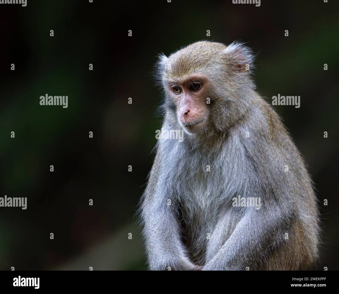 Formosan Rock Macaque, Macaca cyclops monkey in the forest Stock Photo