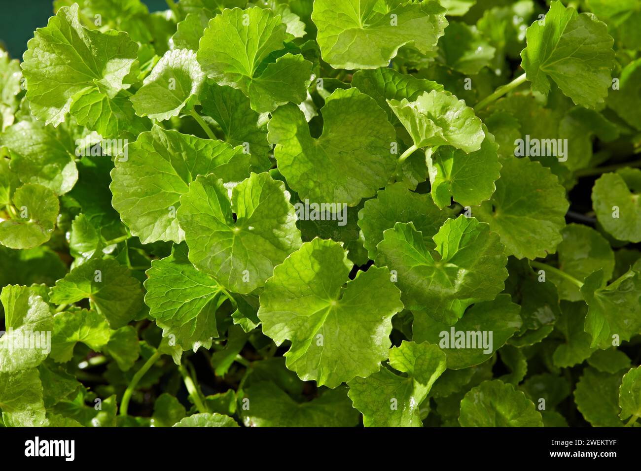 Stunning Anti-Inflammatory Acne Treatment image