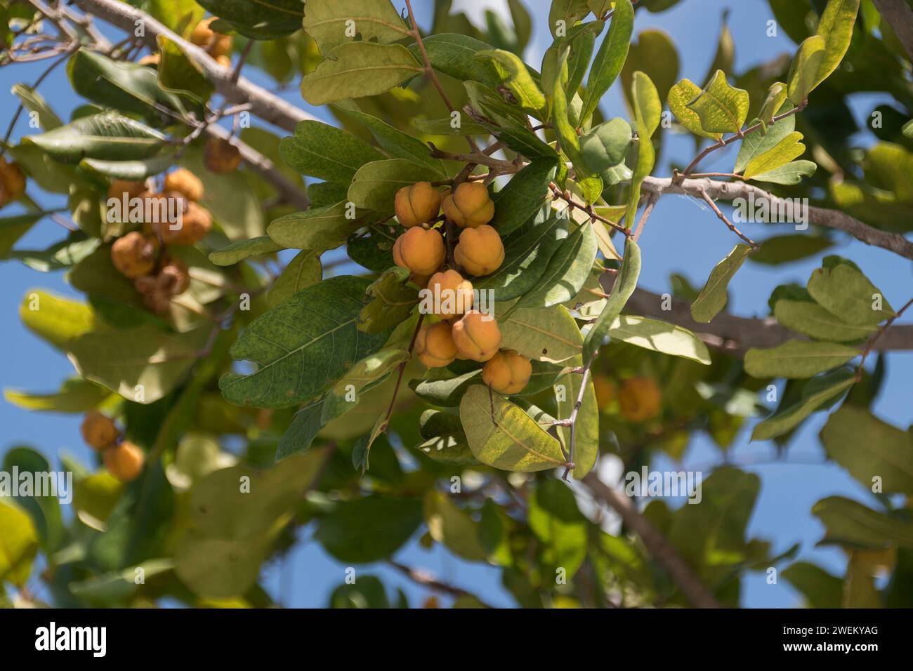 Spherical orange seed pods of Australian Tuckeroo tree, Cupaniopsis anacardioides, in SE Queensland. Hardy , small tree used in car parks and gardens. Stock Photo