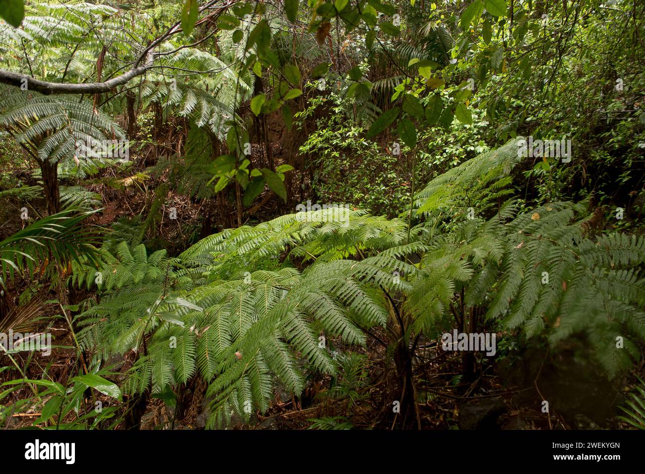 Looking across the top of an Australian tree fern, Cyathea cooperi, growing in a gully in subtropical rainforest, Queensland. Stock Photo