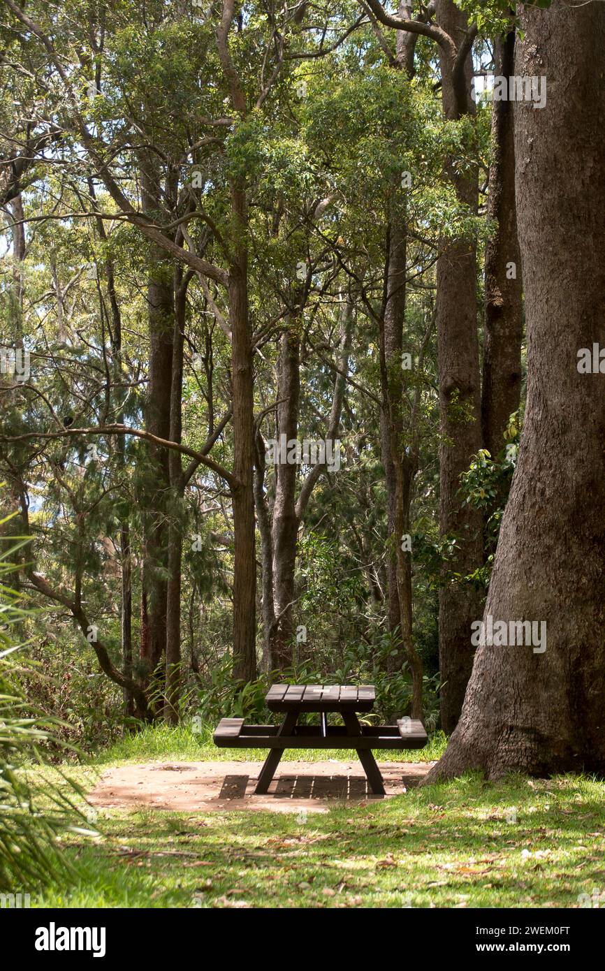Wooden picnic table amongst tall trees of National Park on Tamborine