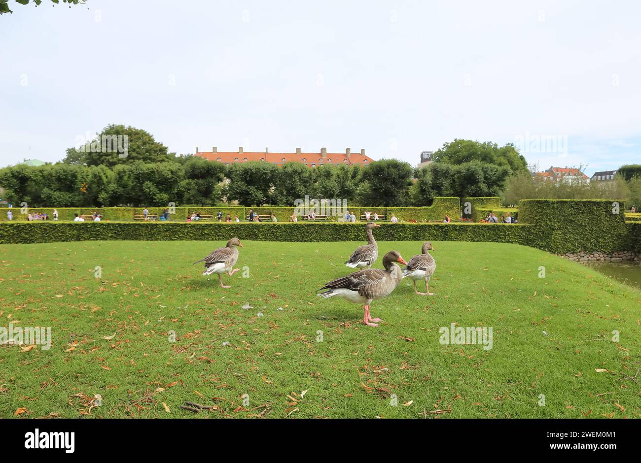 Day old geese hi-res stock photography and images - Alamy