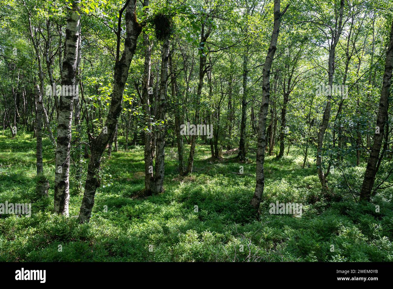Carpathian birch forest  ( Betula carpatica ) in the red bog in the High Rhön, Hesse, Germany Stock Photo