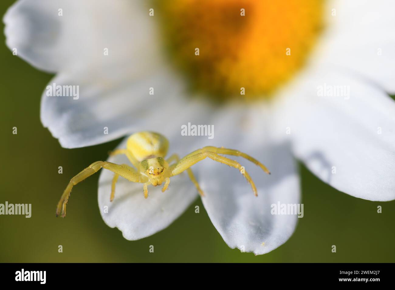 Slovenia Macro Wildlife - Yellow Crab Spider on flower  Hunting on a Flower Stock Photo