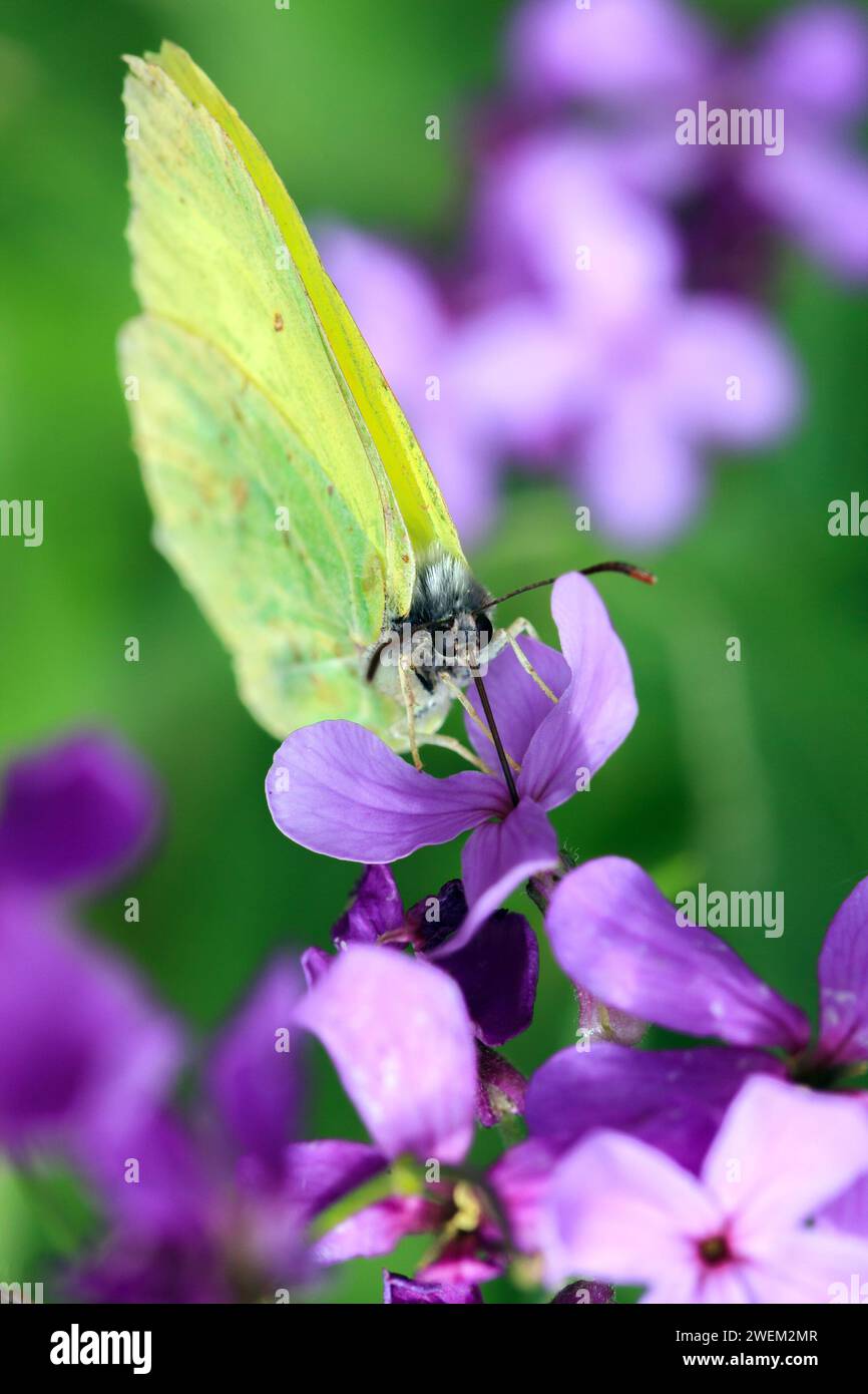 Cabbage White or Cabbage Butterfly on a Blooming Plant of Bean in Slovenia Stock Photo