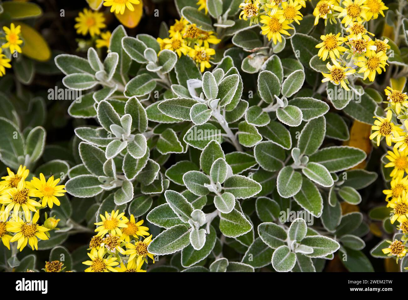 Brachyglottis blooming in the summer garden on a sunny day. Stock Photo