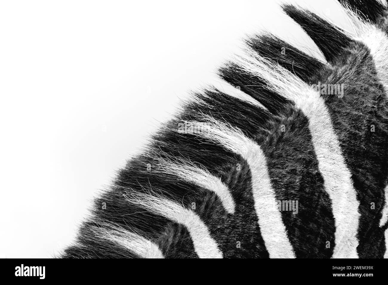 Zebra - Close-up - Art - Black and white Stock Photo