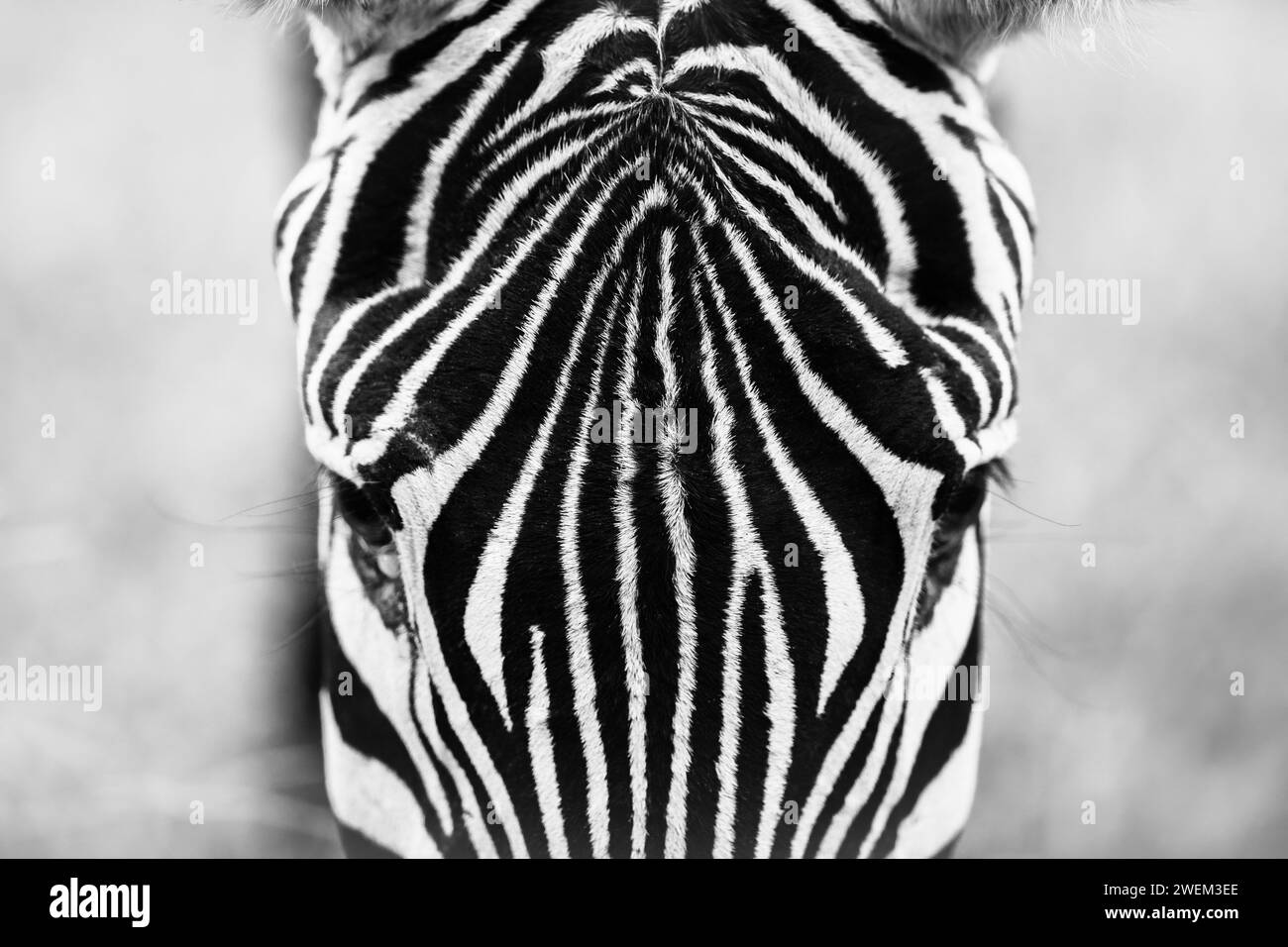 Zebra close up, Kenya safari, Portrait, Amboseli national park, Art Stock Photo