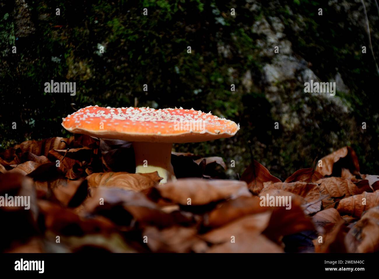 Amanita Muscaria Stock Photo