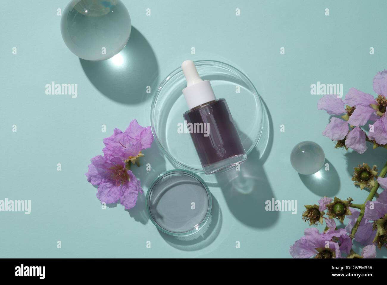 Concept for promote cosmetic with beauty flower - bottle with dropper cap filled purple liquid on transparent podium, glass balls and purple flowers d Stock Photo