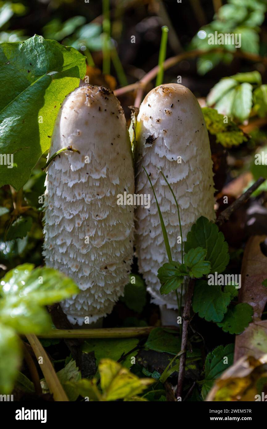 Macro shot of a family of white mushrooms among the foliage and grass Stock Photo