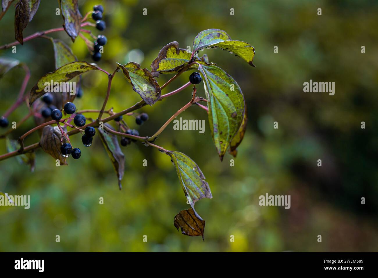 berries of Cornus alternifolia on the branches of a bush in raindrops Stock Photo