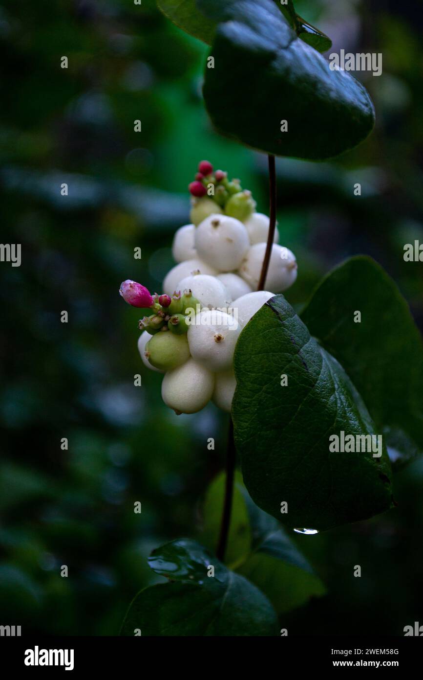 White fruits of the snowberry on a branch of a bush Stock Photo