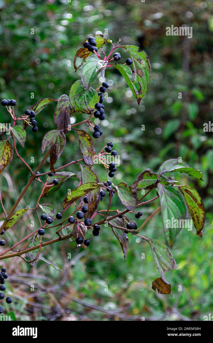 berries of Cornus alternifolia on the branches of a bush in raindrops Stock Photo