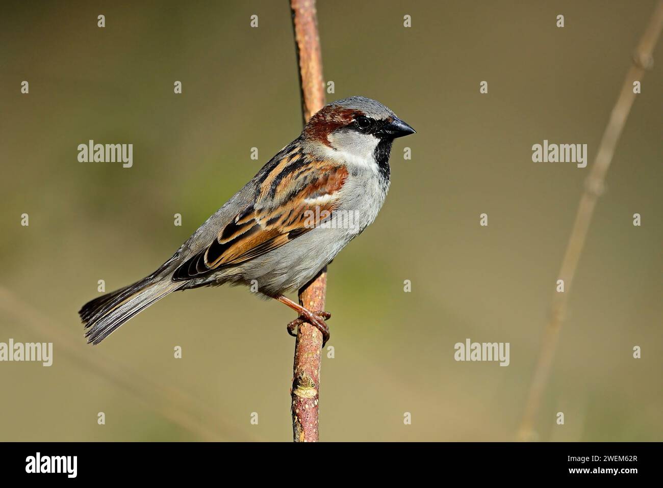Male House Sparrow perched on a branch. Stock Photo