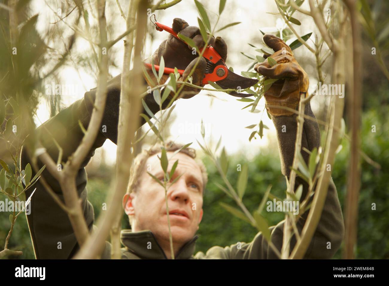 Gardener pruning tree hi-res stock photography and images - Alamy