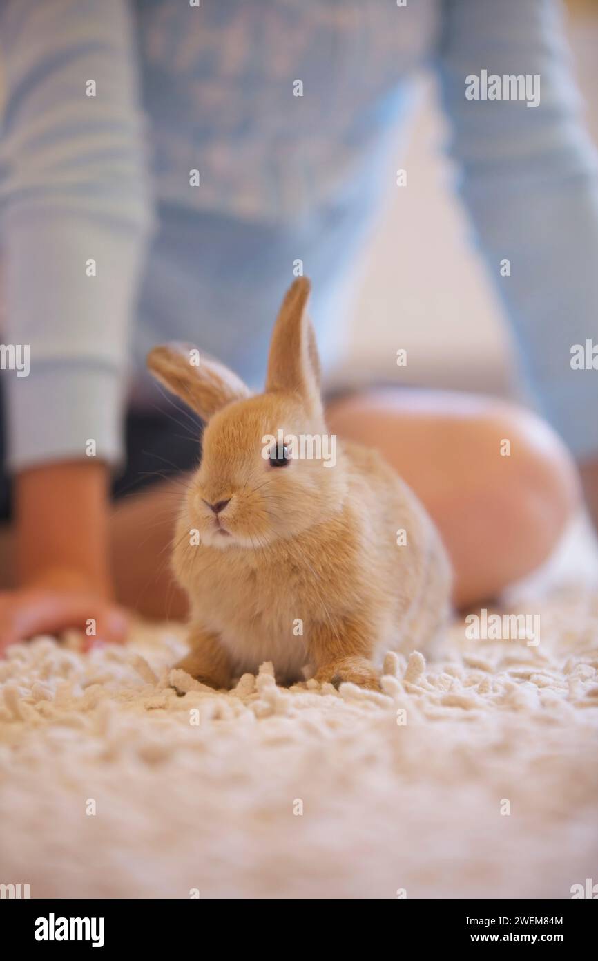 Rabbit crouching hi-res stock photography and images - Alamy