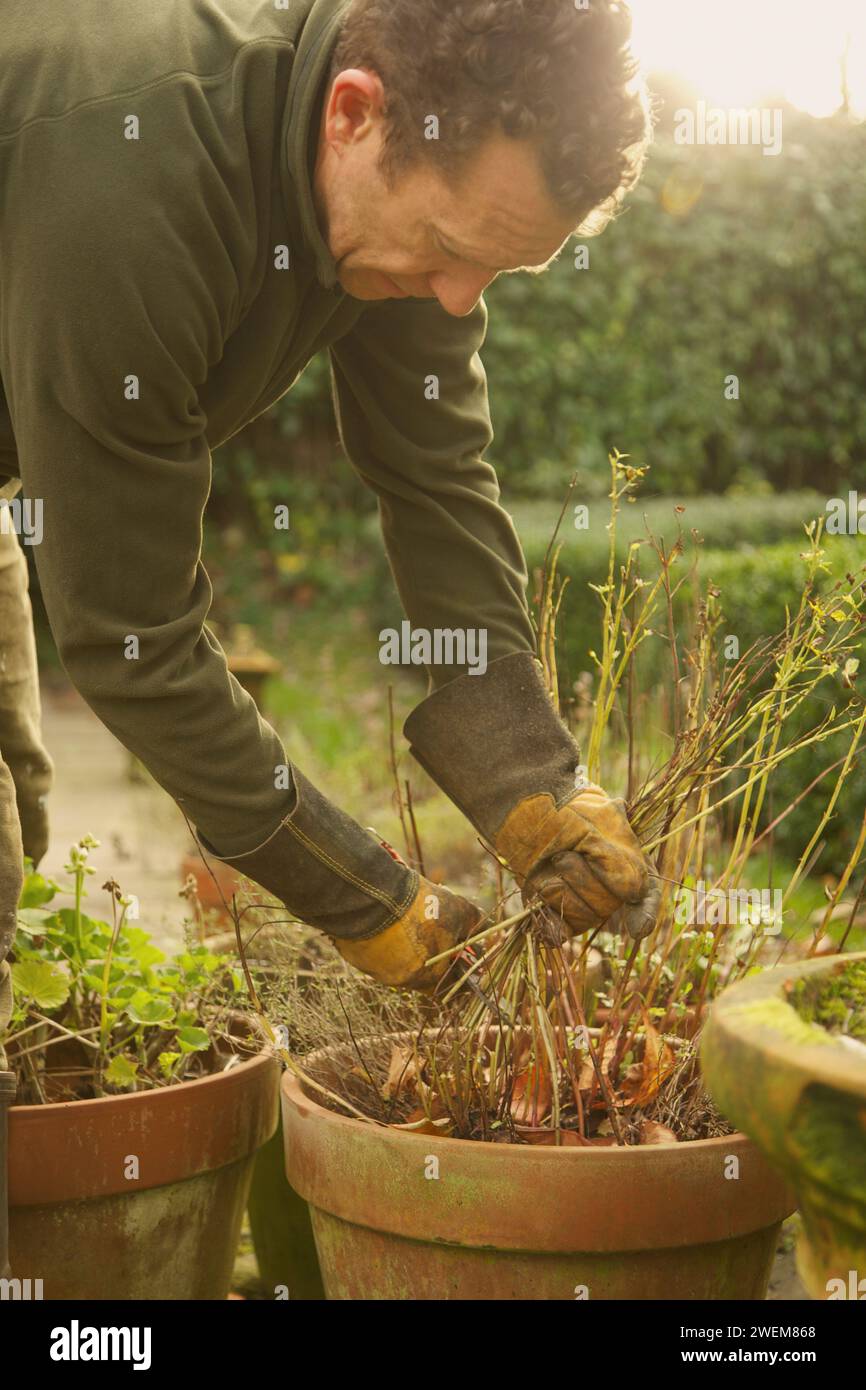 Gardener Removing Weeds from Plant Pot Stock Photo - Alamy