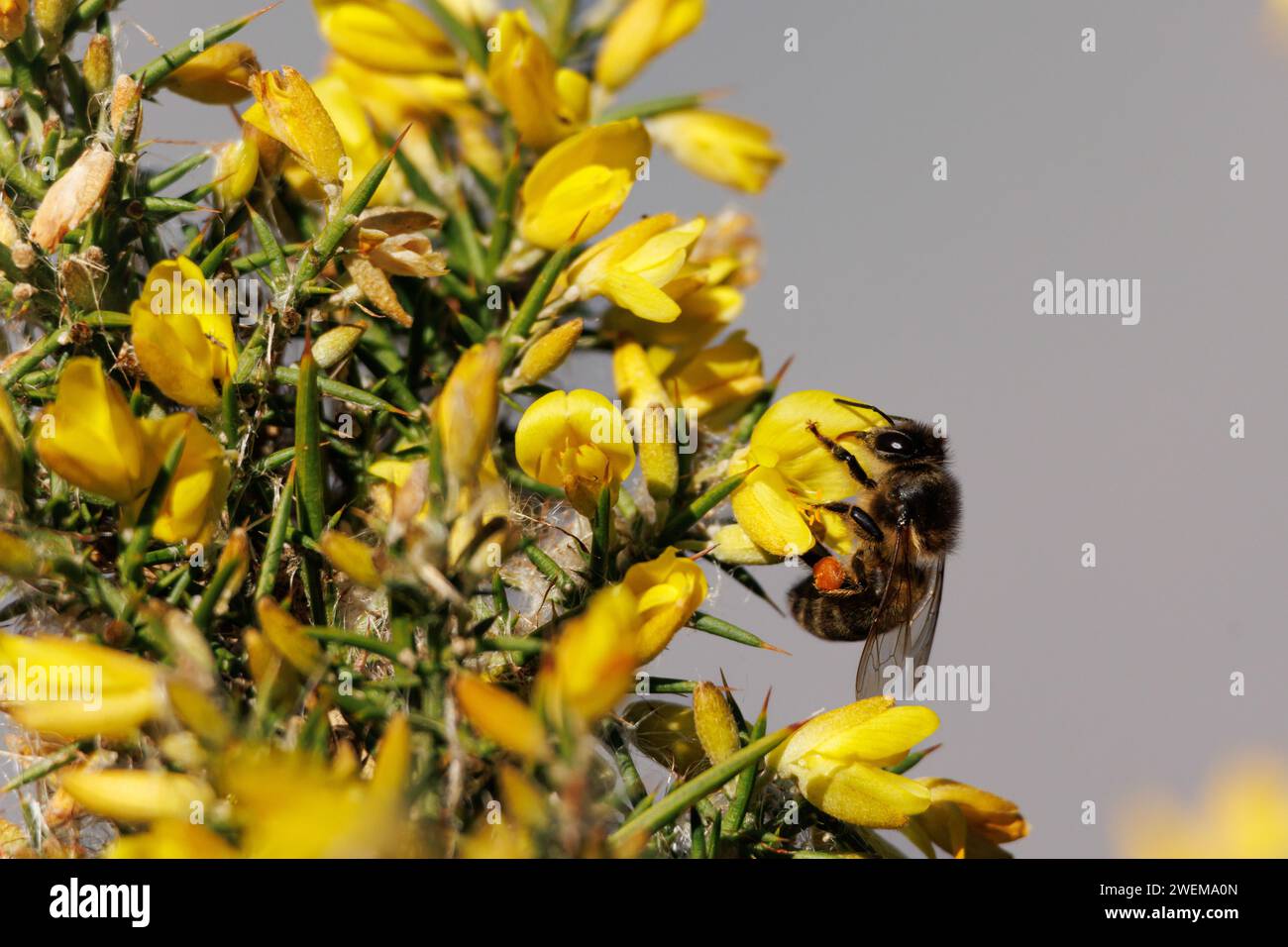 Apis mellifera bee collecting nectar from the flower of the Genista monspessulana bush in the Sierra Mariola de Alcoi, Spain Stock Photo