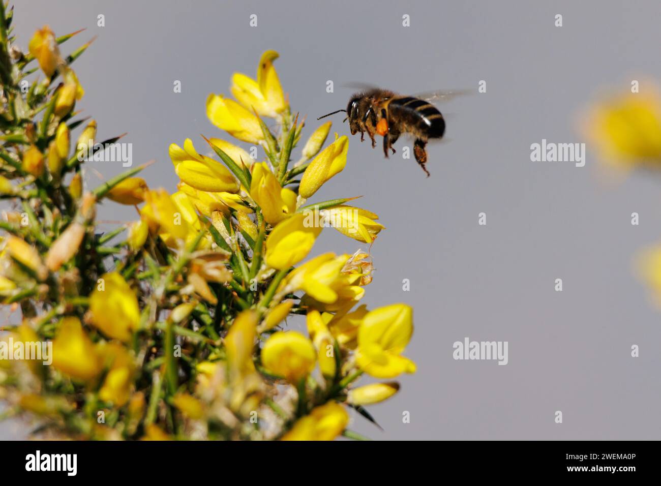 Apis mellifera bee flying towards yellow flowers of the Genista monspessulana bush in the Sierra Mariola de Alcoi, Spain Stock Photo