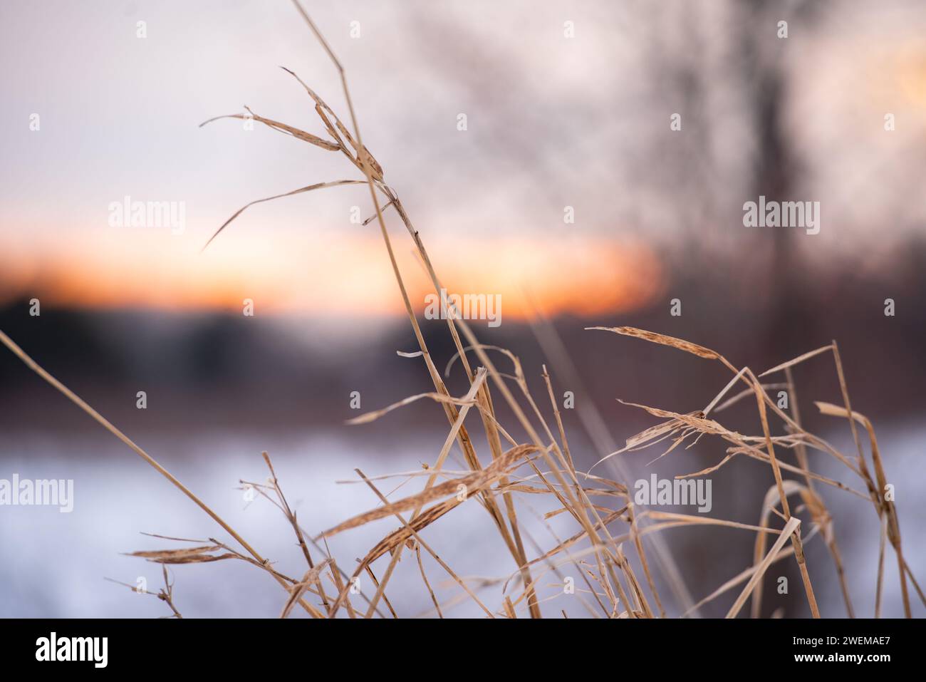 Warm Winter Sunset in Nature Stock Photo
