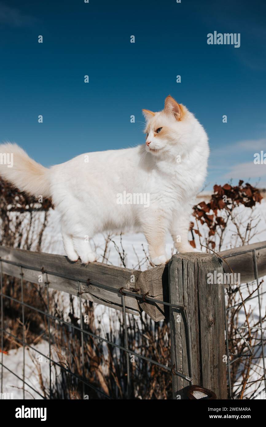 White fluffy cat enjoys climbing on a snowy fence Stock Photo - Alamy