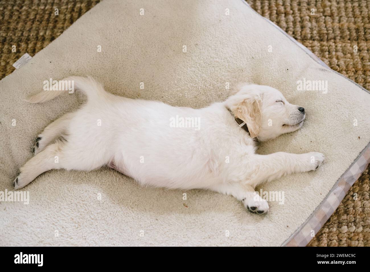 Golden Retriever Puppy Sleeps on Neutral Dog Bed Stock Photo