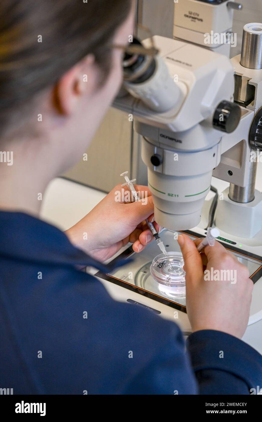 Berlin, Germany. 17th Jan, 2024. Egg cells are prepared for