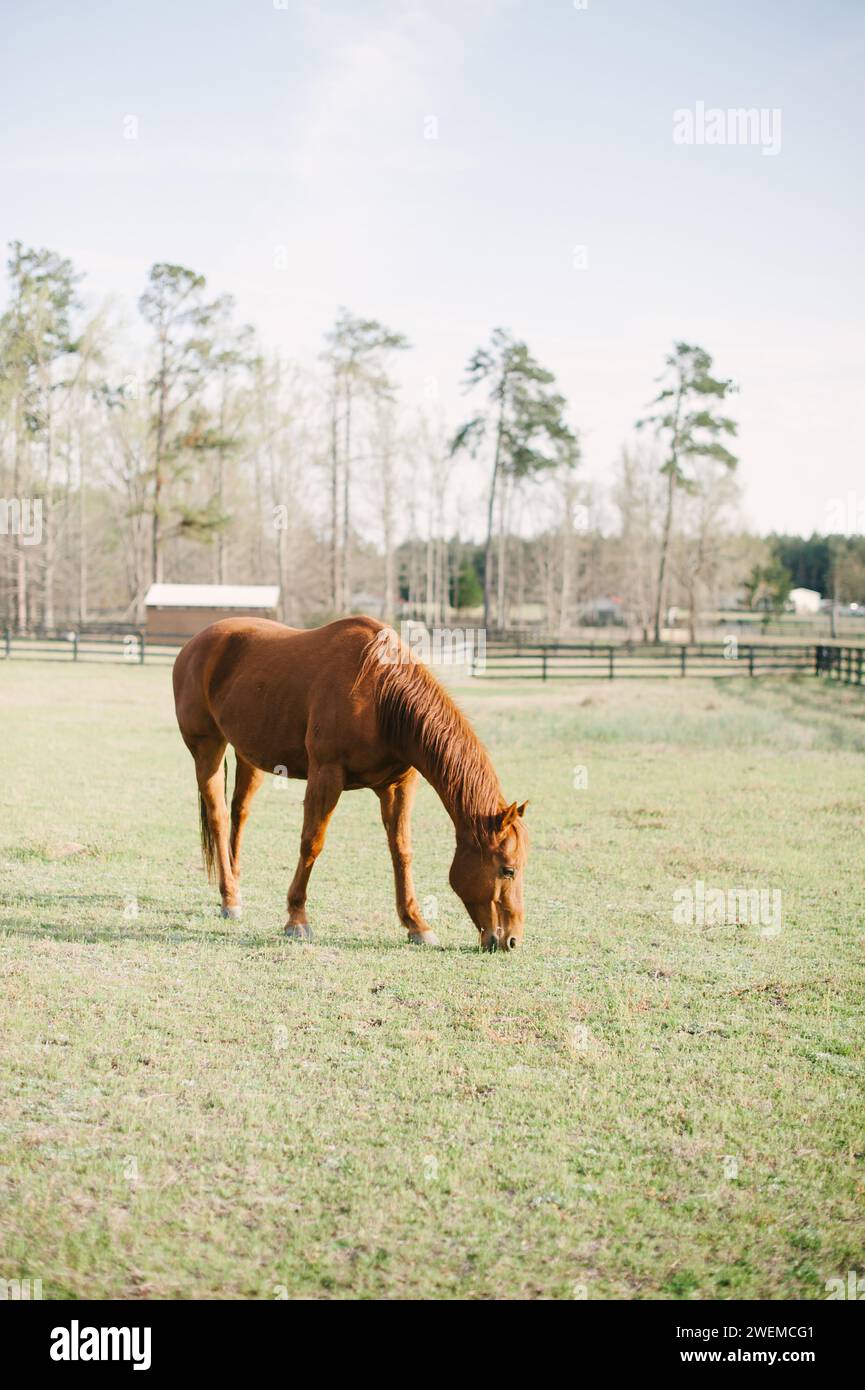 Chestnut Horse Grazing on Spring Pasture Stock Photo