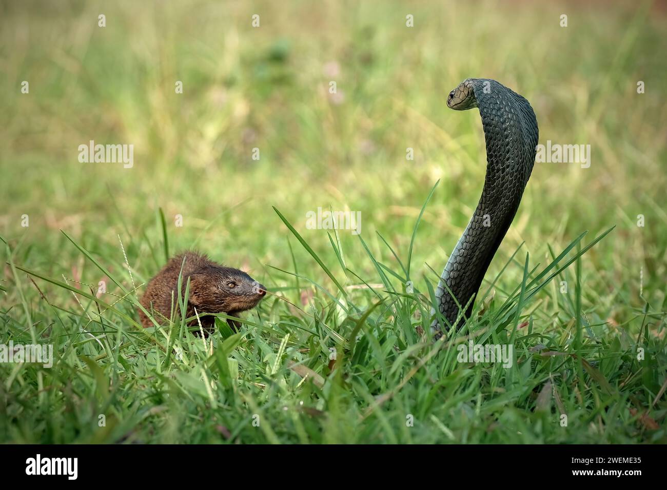 Mongoose and Naja snake on the grass Stock Photo