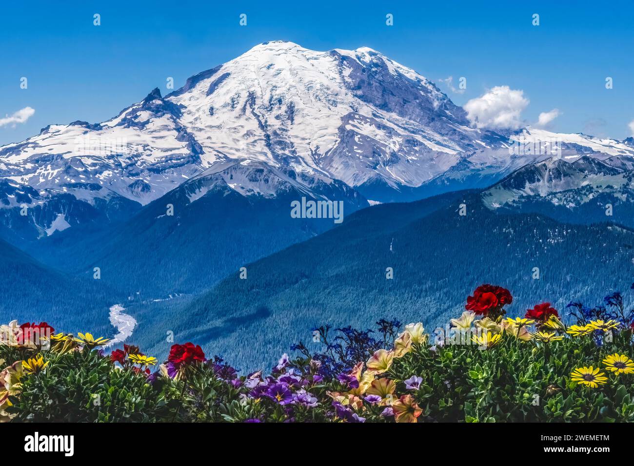 Colorful Flowers Mount Rainier Crystal Mountain Lookout Pierce C Stock