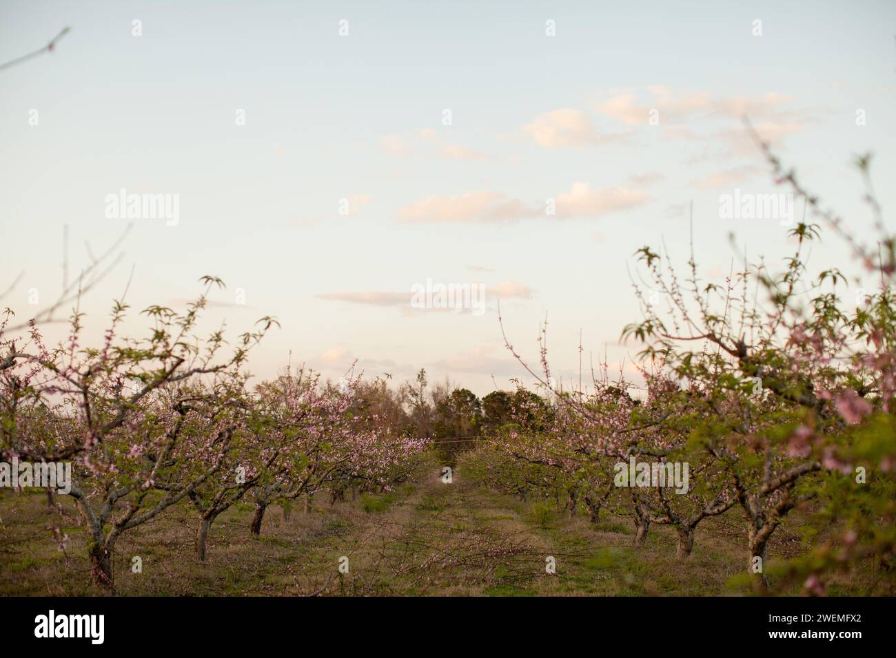Peach tree orchard with tiny pink blooms in South Georgia Stock Photo