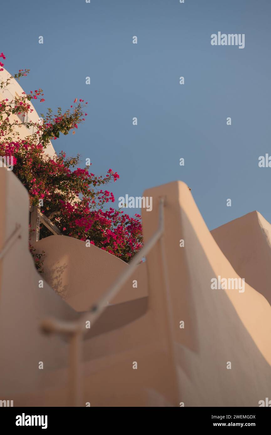 Low angle of Bougainvillea growing on top of building with staircase Stock Photo