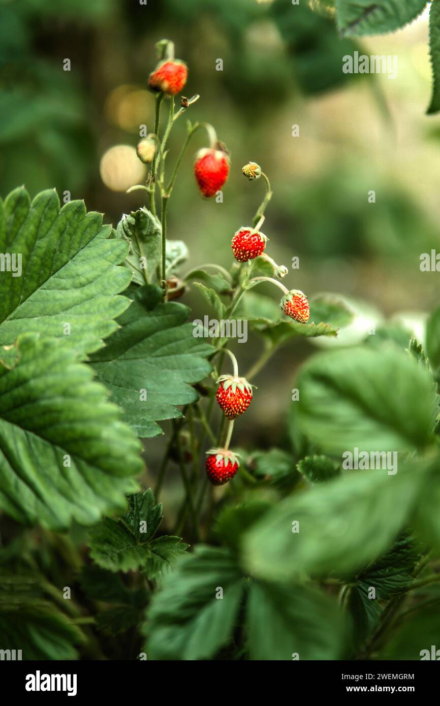 Close-up of little red strawberry growing on plant Stock Photo - Alamy