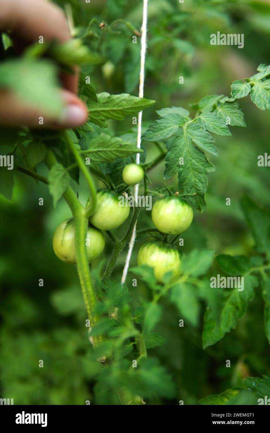 green tomatoes growing in the garden Stock Photo - Alamy