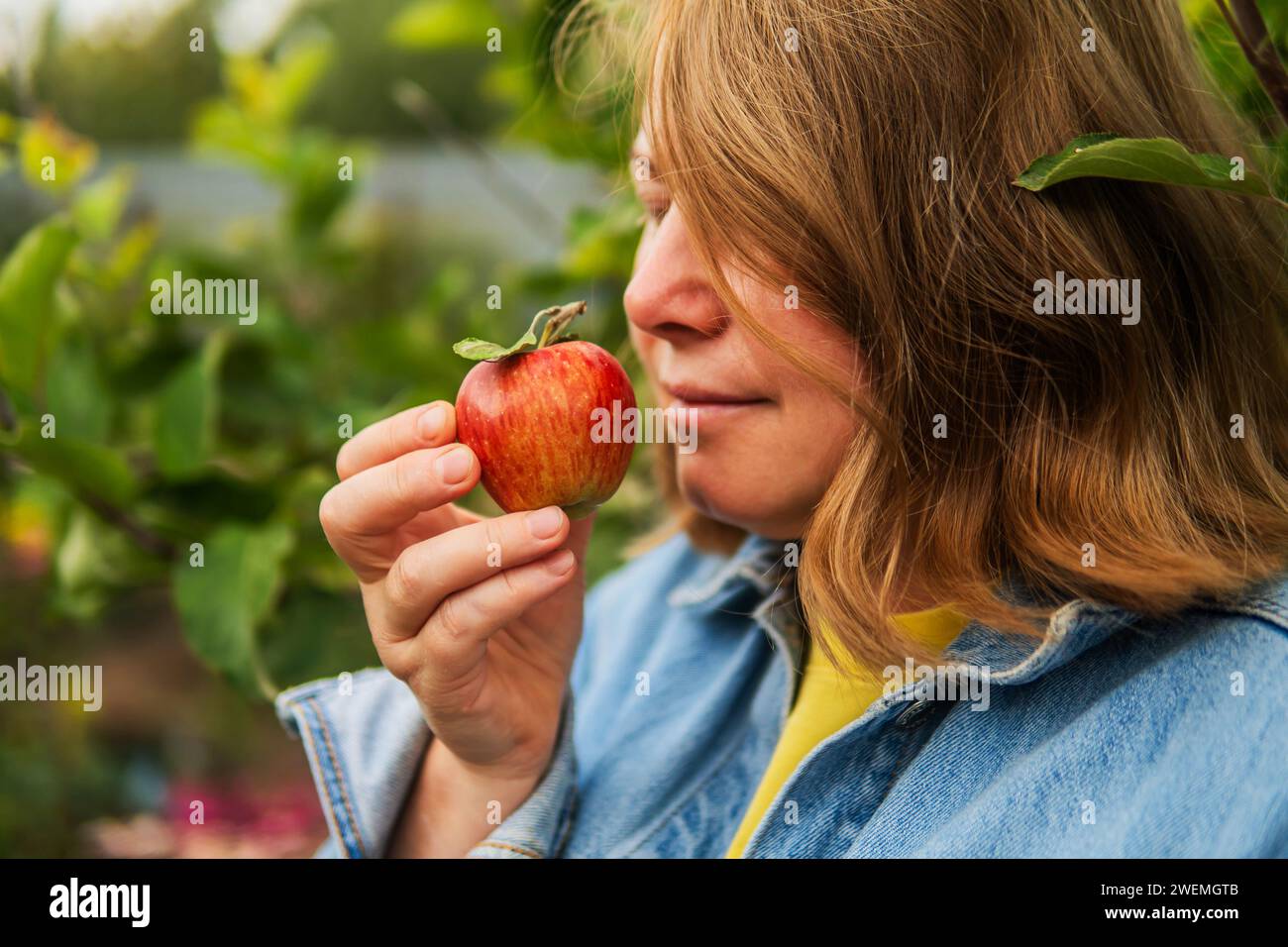 Woman harvesting apples in orchard Stock Photo