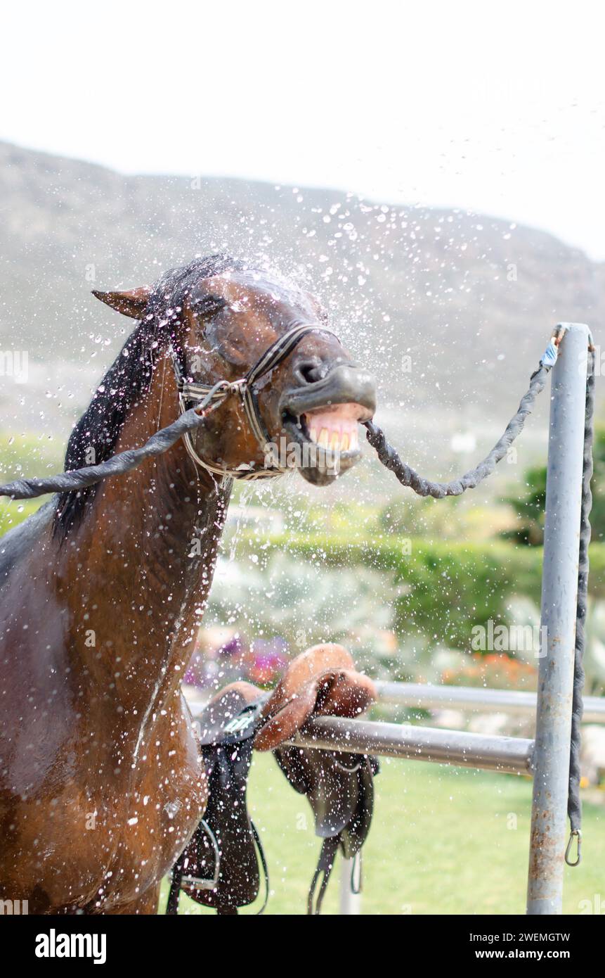 Brown Horse Get Hosed Down with Water Droplets Water Spray Stock Photo