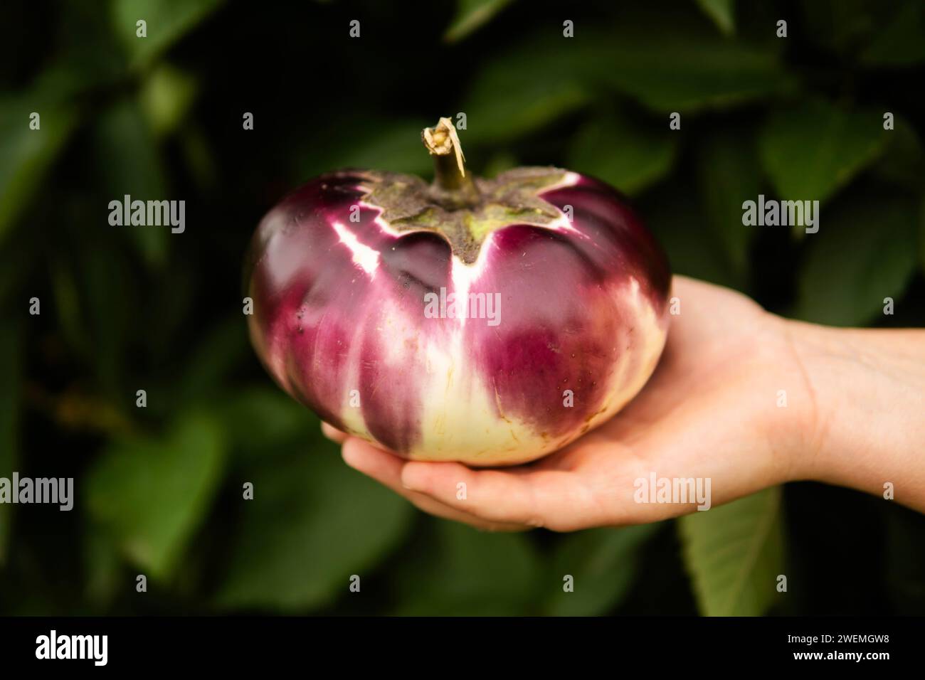 Woman holding freshly picked eggplant in her hand in the garden Stock Photo