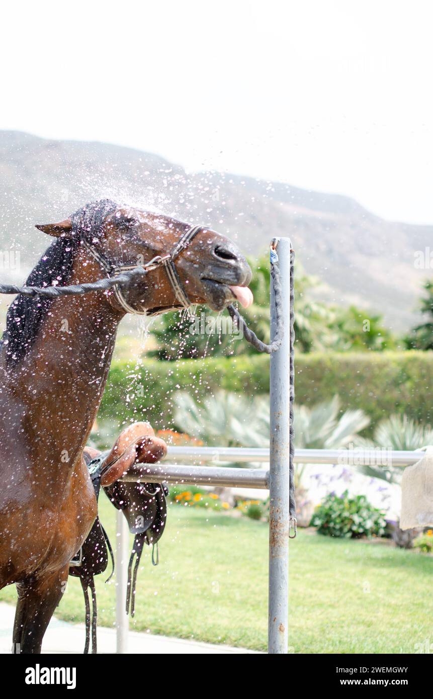 Brown Horse Get Hosed Down with Water Sticking Tongue Stock Photo