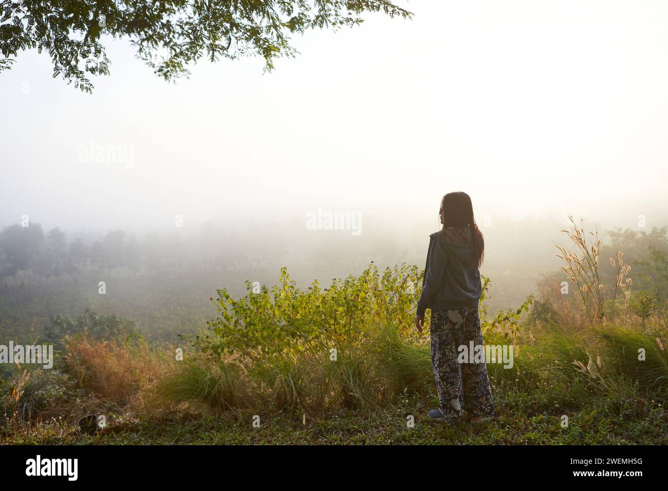 Rear view of woman standing in forest during misty morning Stock Photo ...
